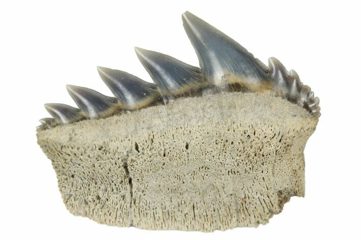 Fossil Cow Shark (Notorhynchus) Tooth - Aurora, NC #184331